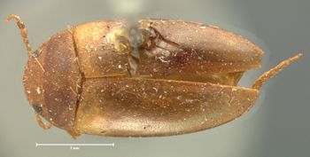 Media type: image;   Entomology 6036 Aspect: habitus dorsal view